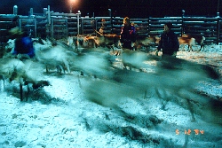 reindeers-in-kaamos